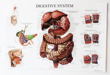 Load image into Gallery viewer, Digestive System Chart