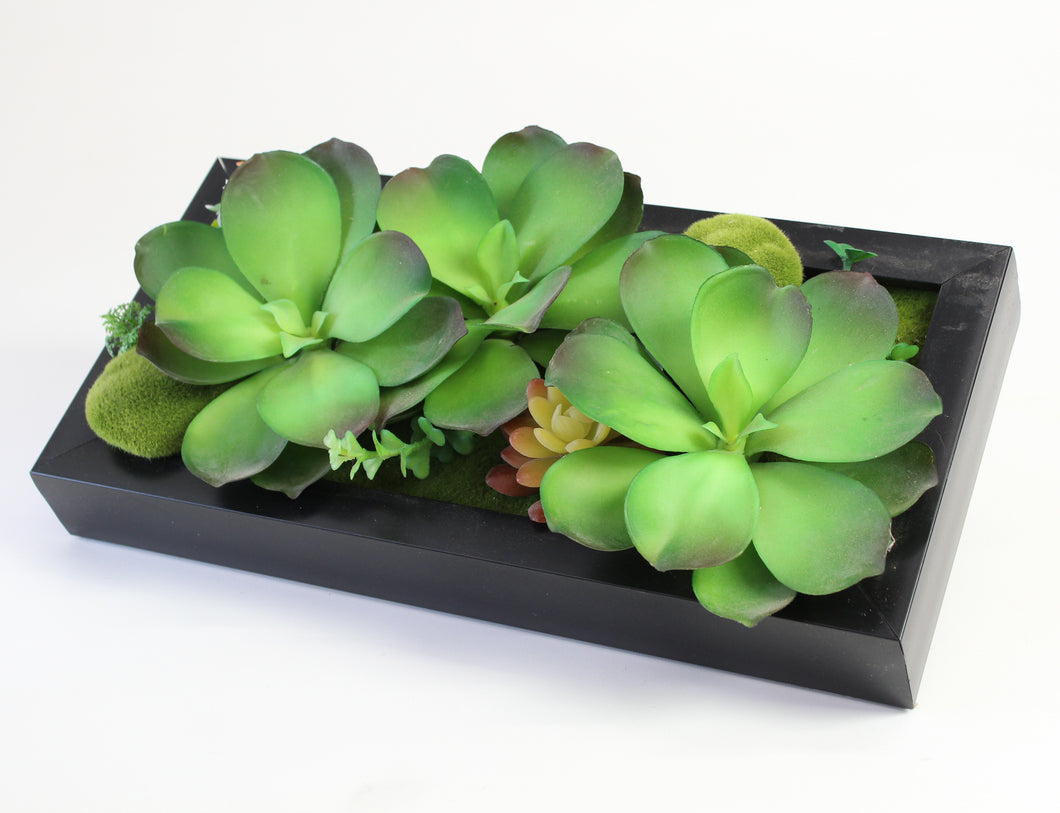 Succulent Box