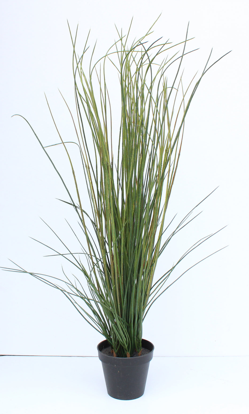 Tall Decorative Grass