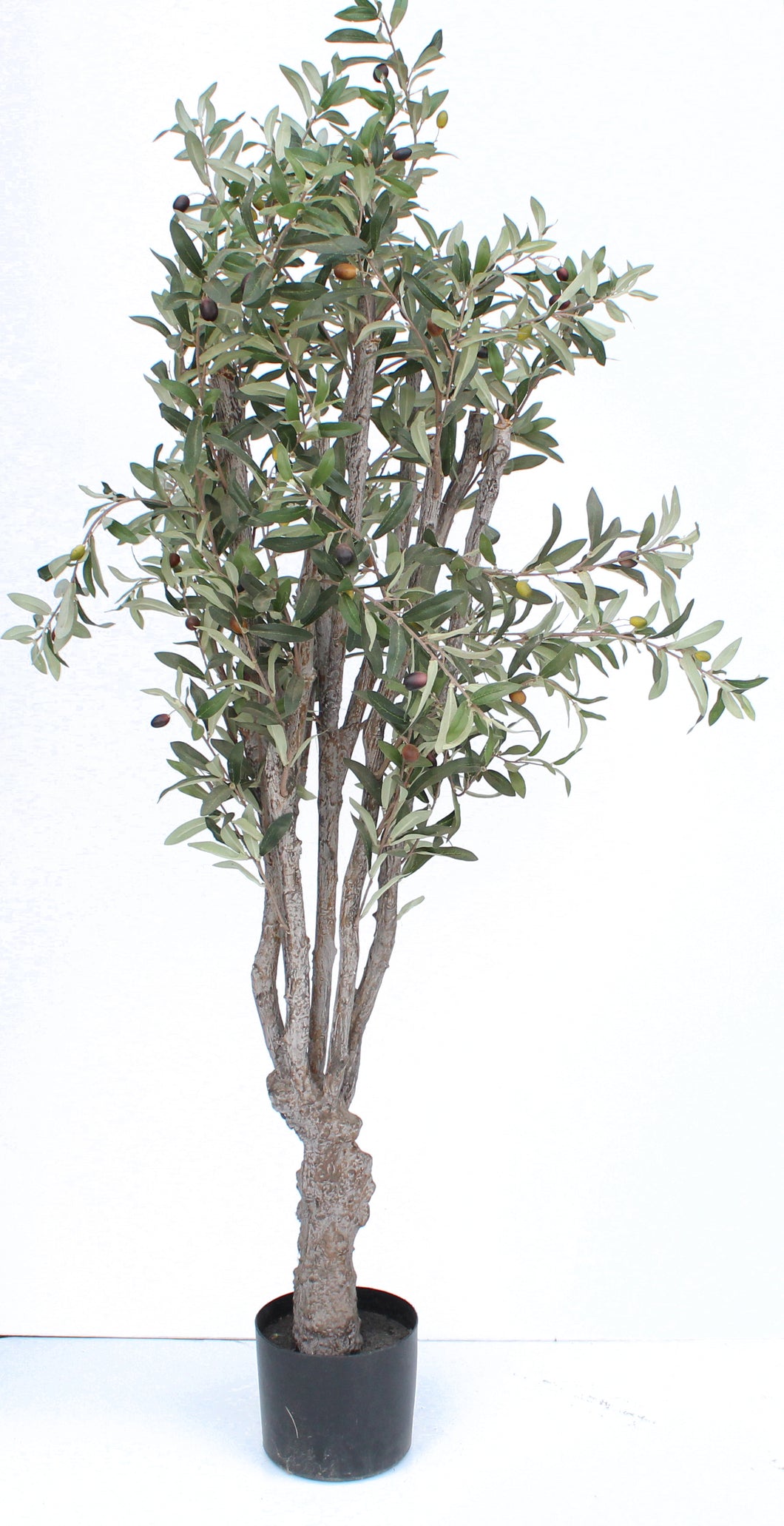 Olive Tree