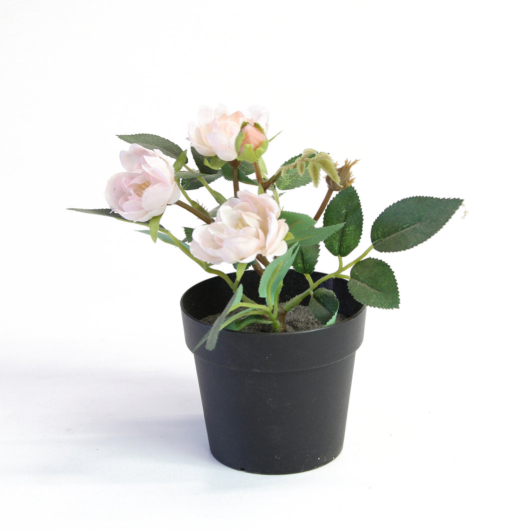 Small Light Pink Rose Bush