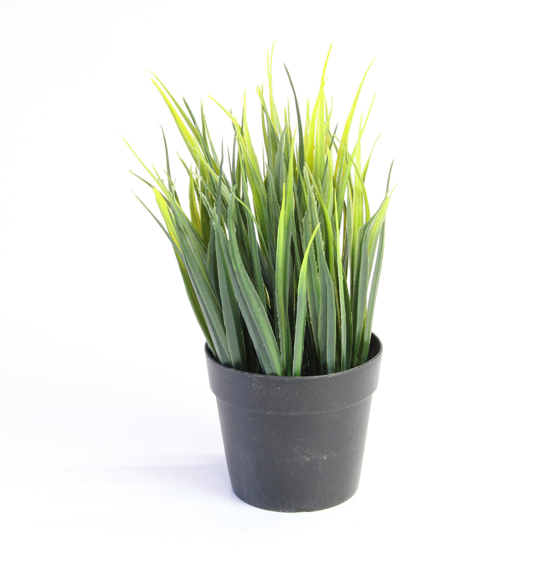 Potted Grass