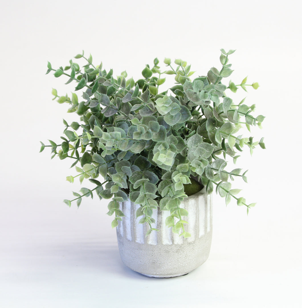 Frosted Succulent in Ceramic Pot