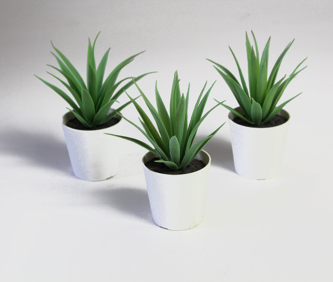 Tiny Potted Aloe Plants