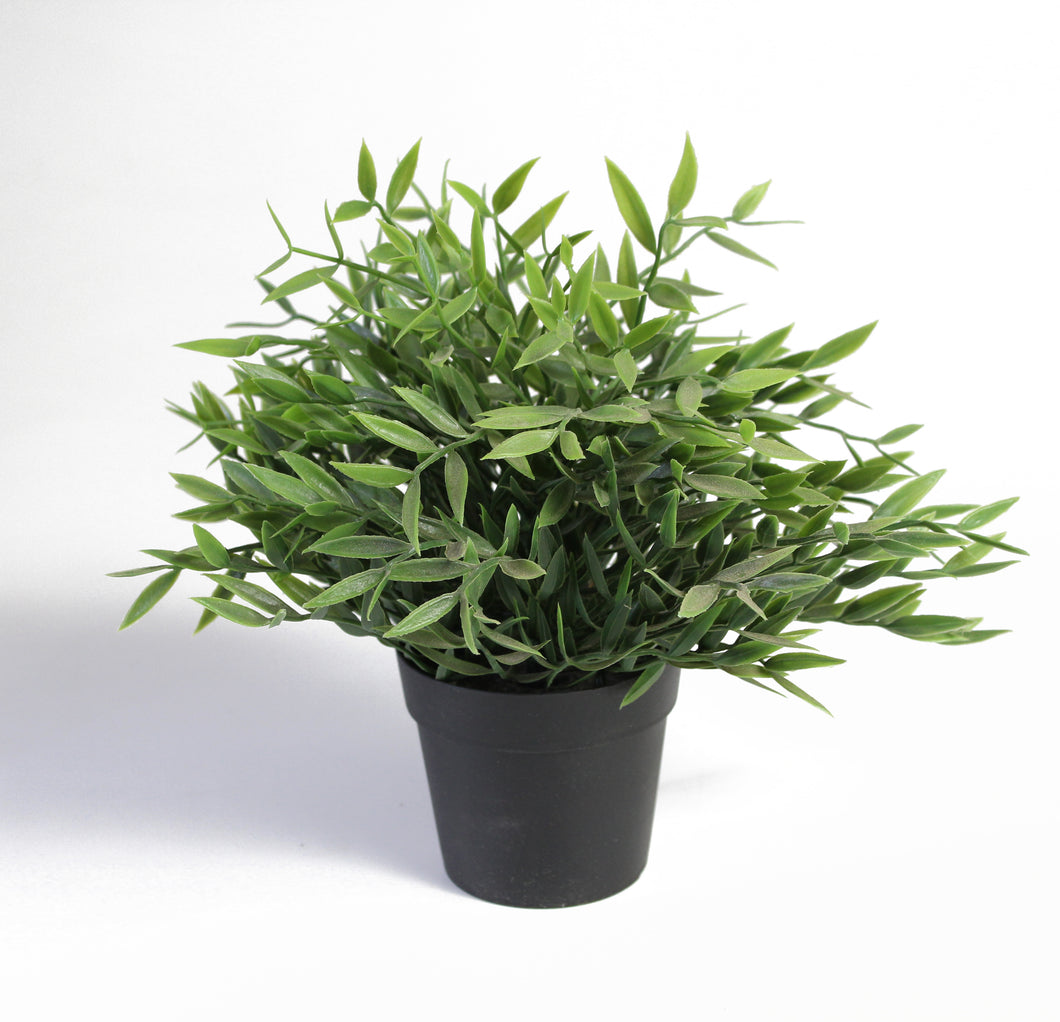 Thick, Decorative Plant