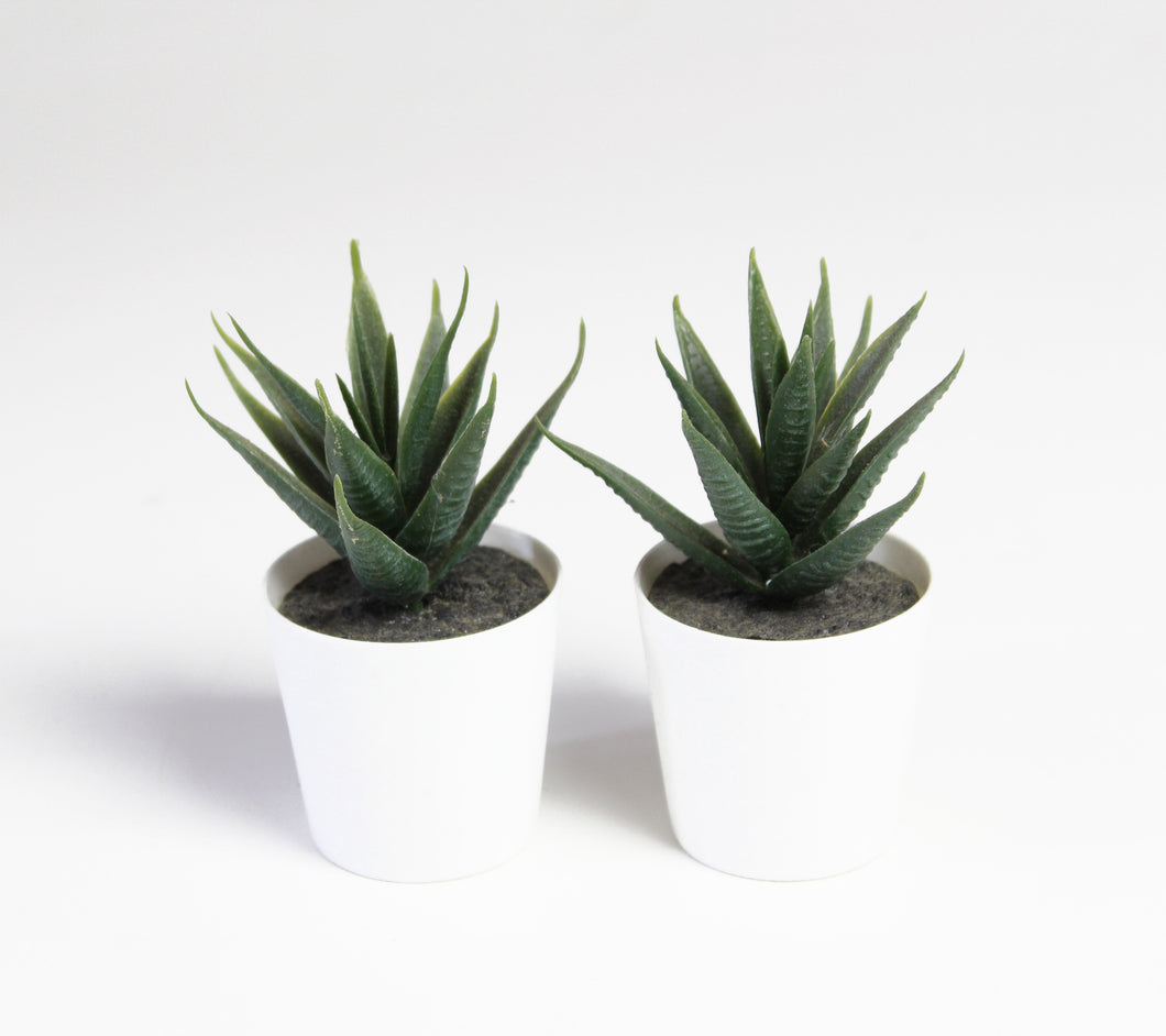 Pair of Tiny Potted Succulents