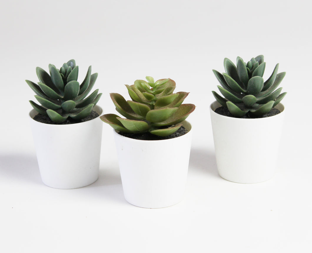 Trio of Tiny Succulents