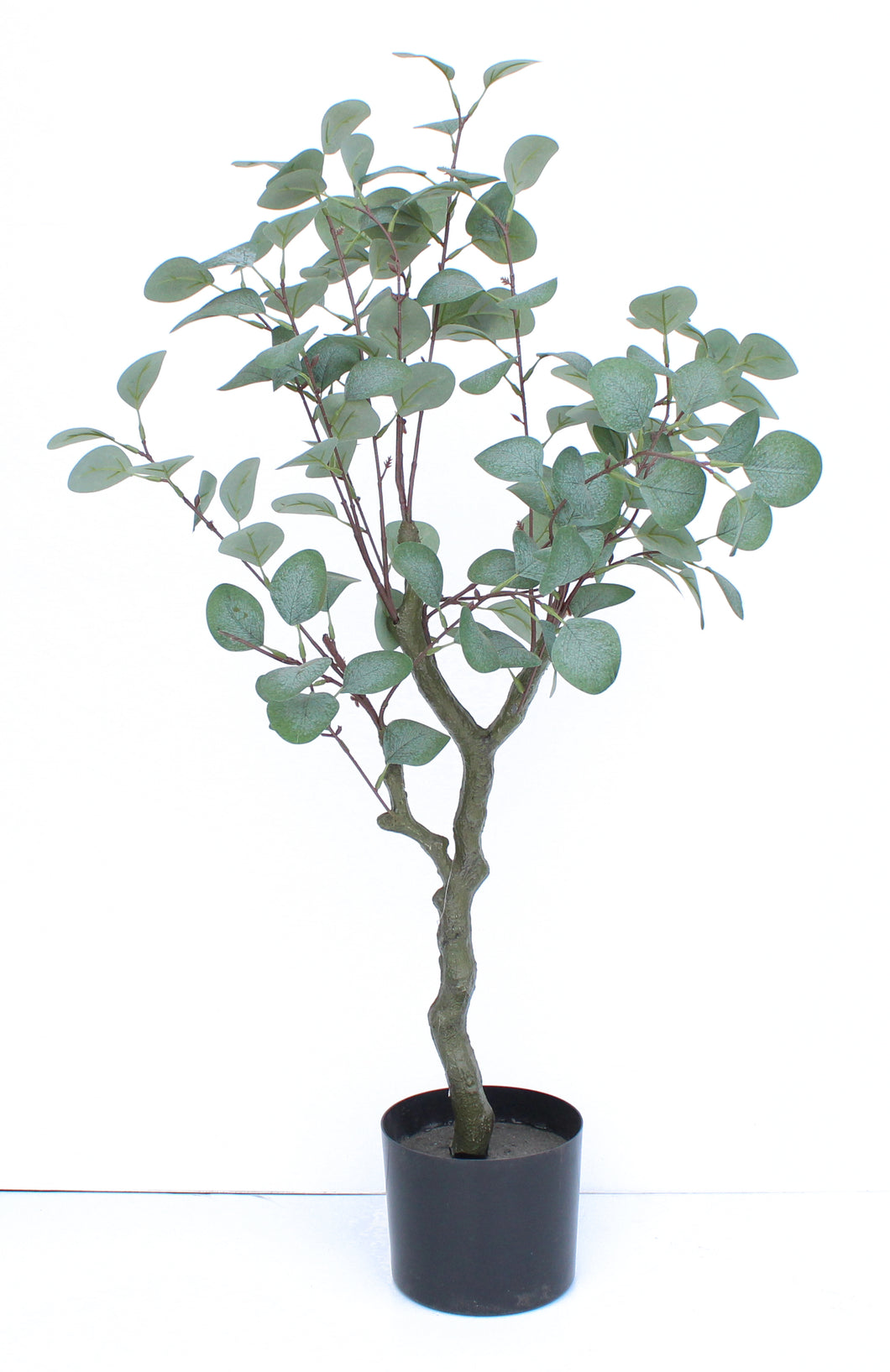 Small Eucalyptus Tree