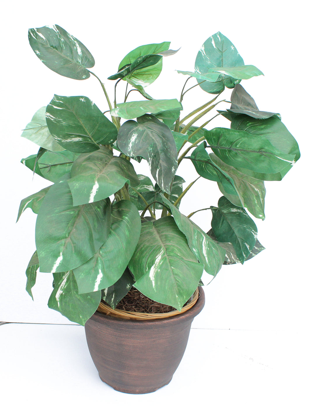 Medium Sized House Plant