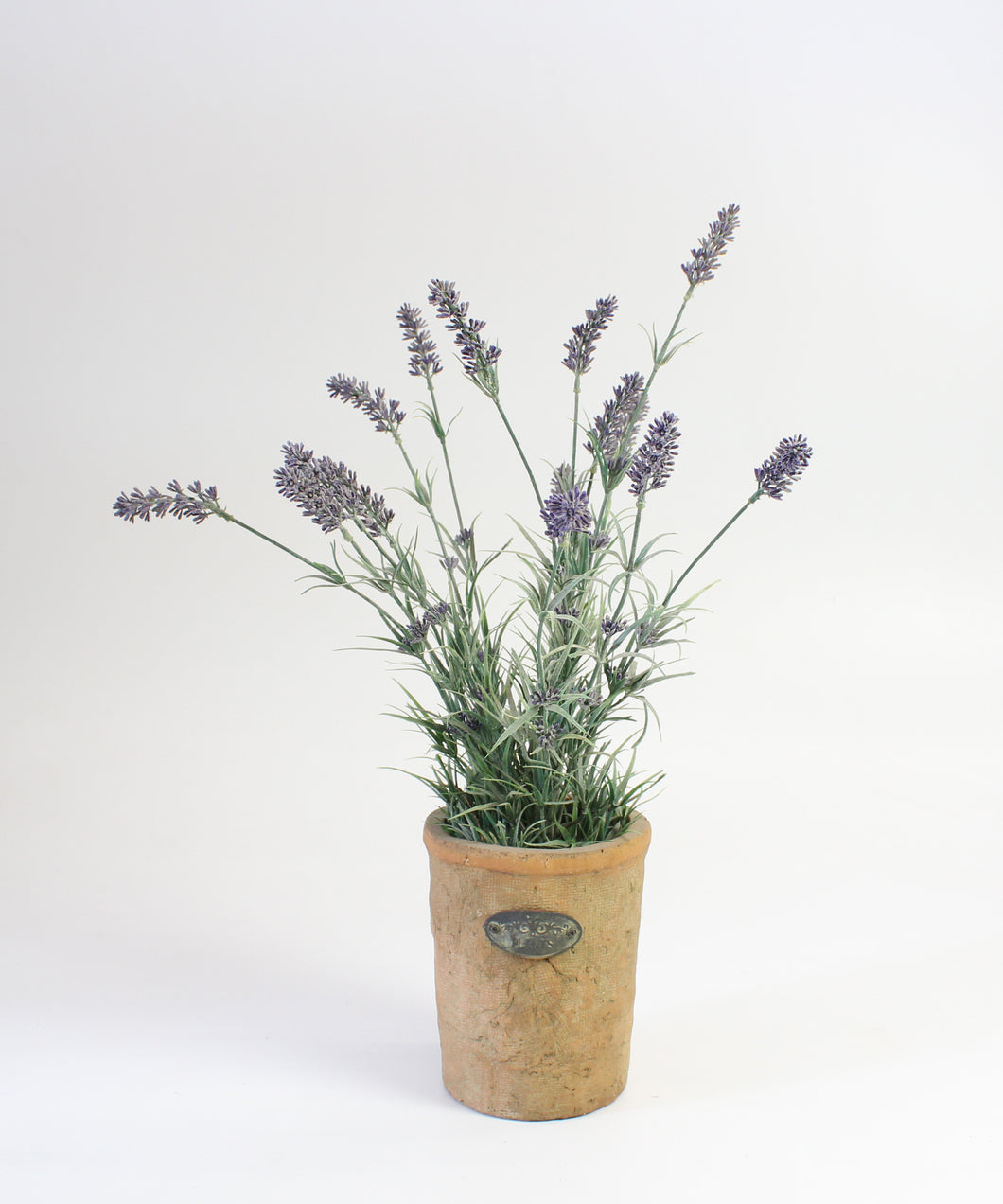 Lavender in Ceramic Pot