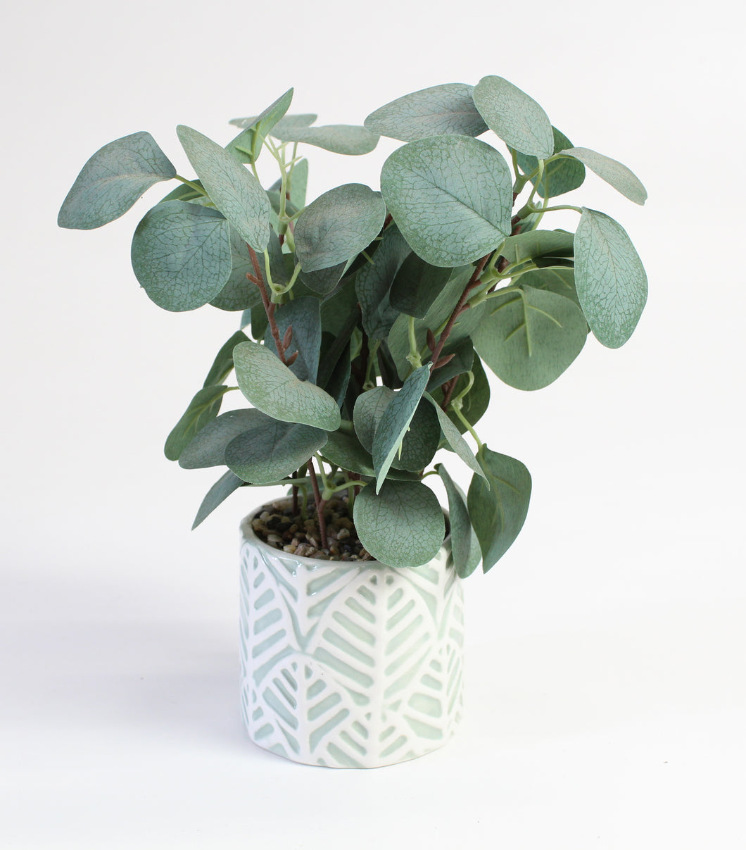 Potted Eucalyptus