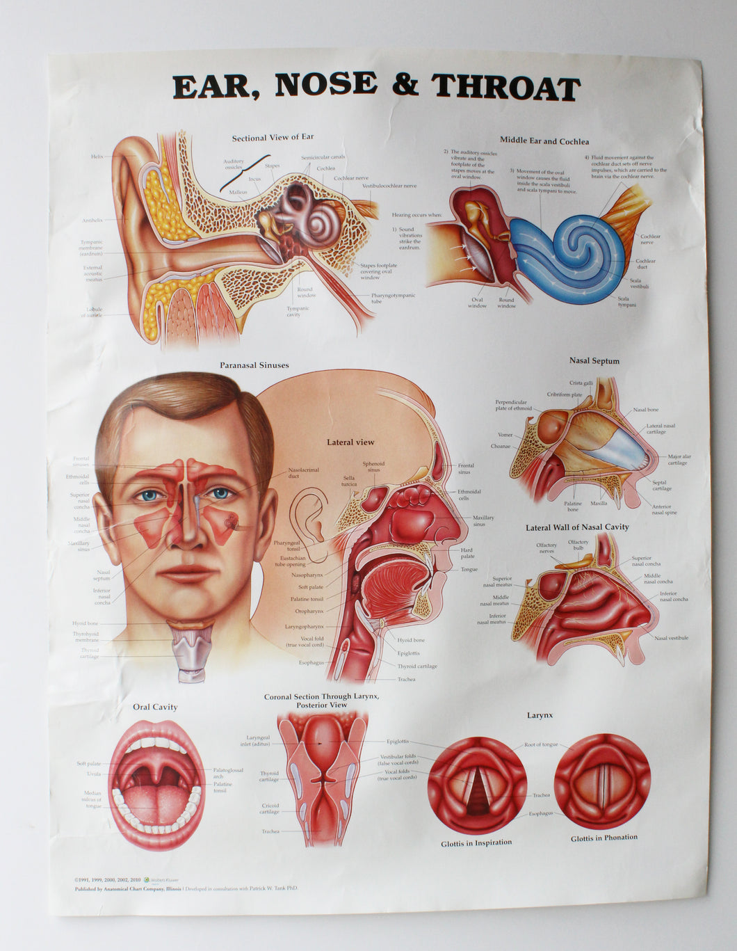 Ear, Nose & Throat Chart