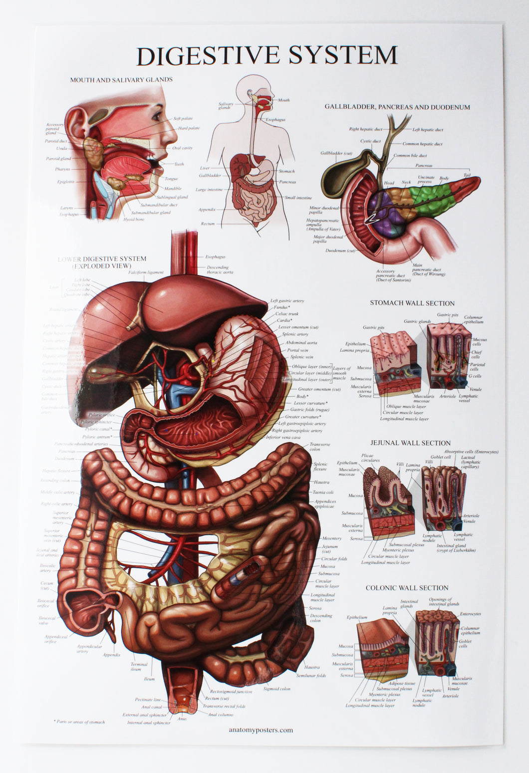 Digestive System Chart