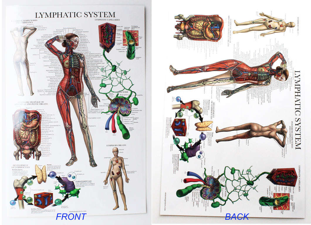 Lymphatic System Chart