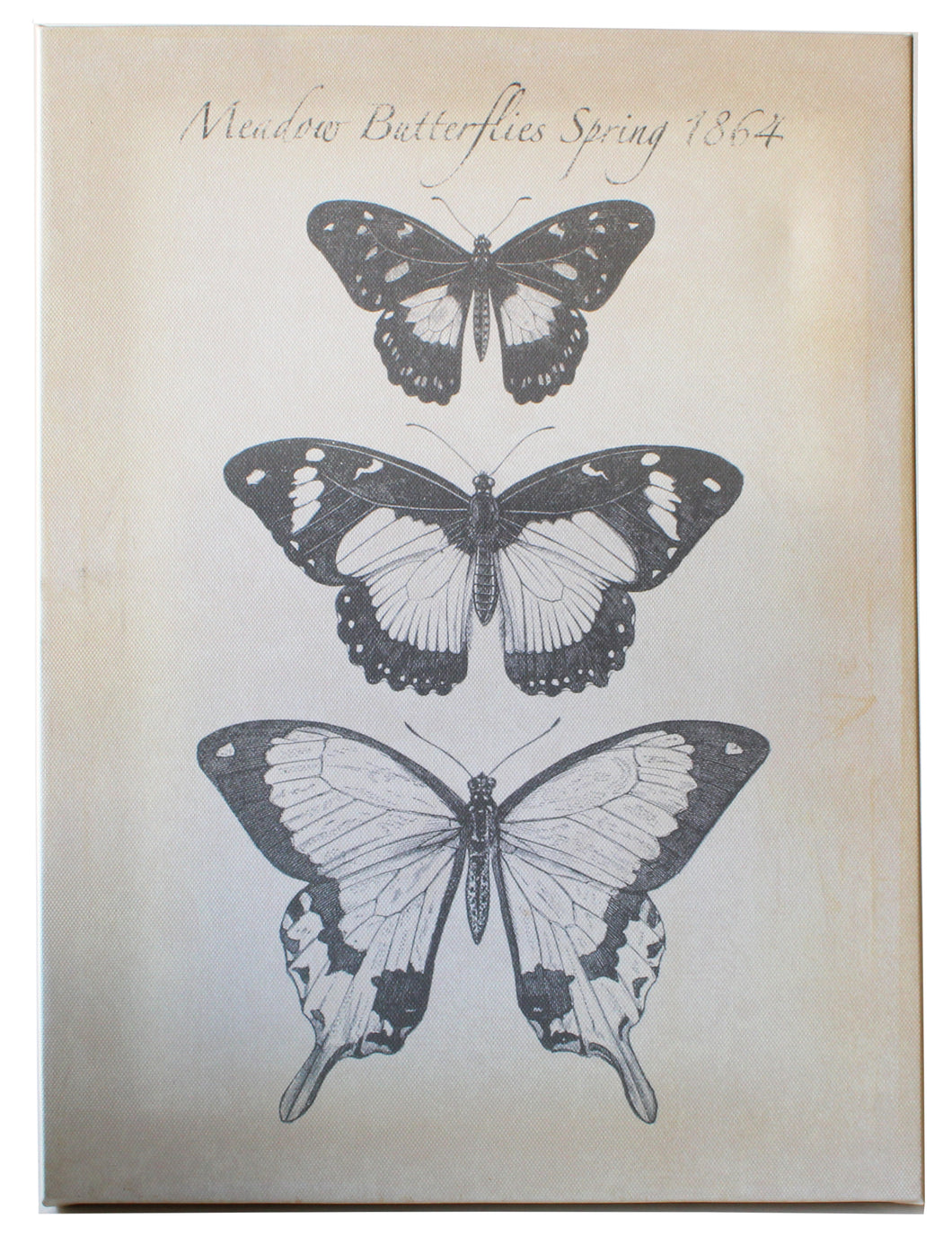 Meadow Butterflies 1864