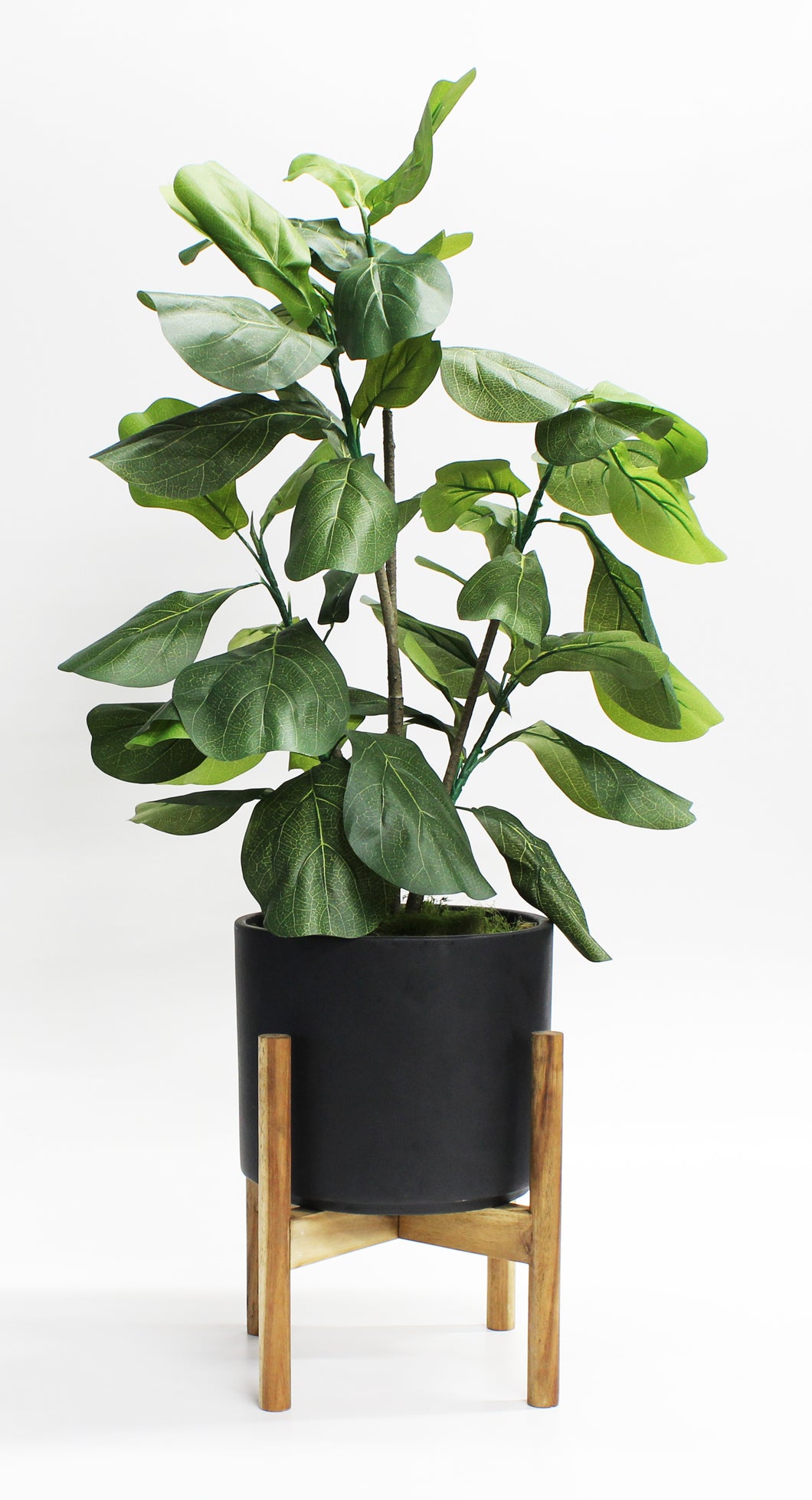 Medium Fiddle Fig in Plant Stand