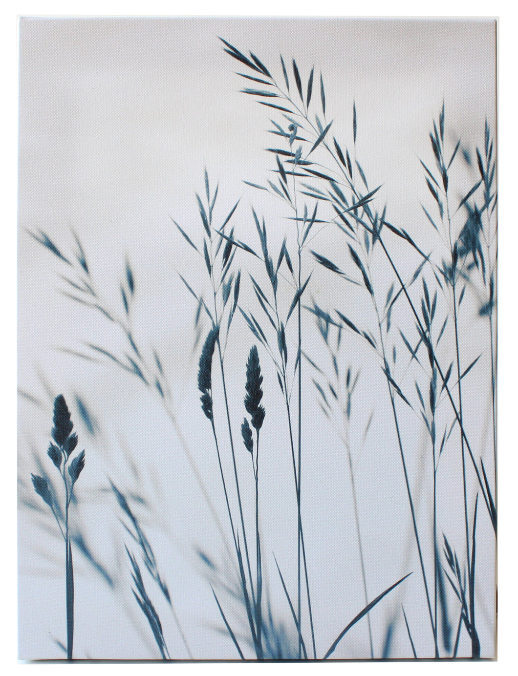 Photo Canvas, Tall Grasses