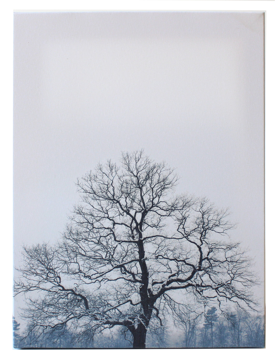 Photo Canvas, Snowy Tree