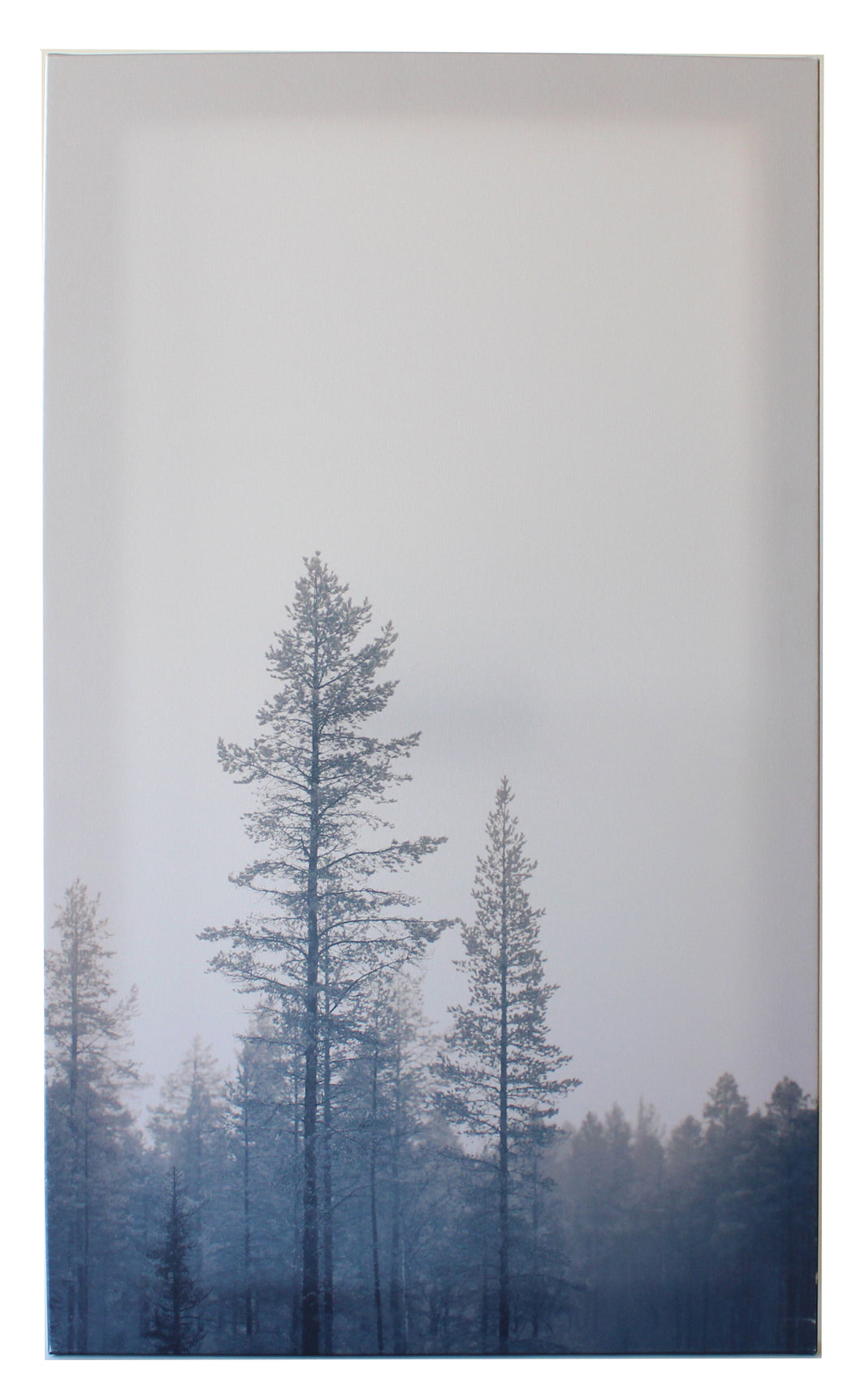 Photo Canvas, Tall Misty Trees