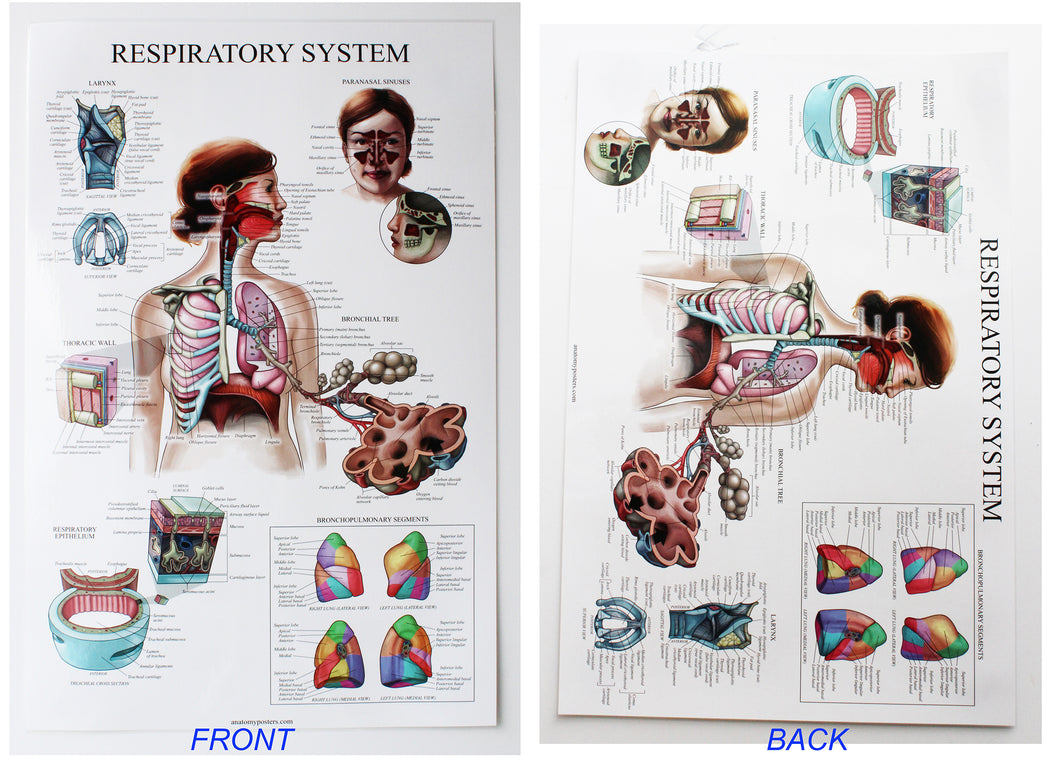 Respiratory System Chart