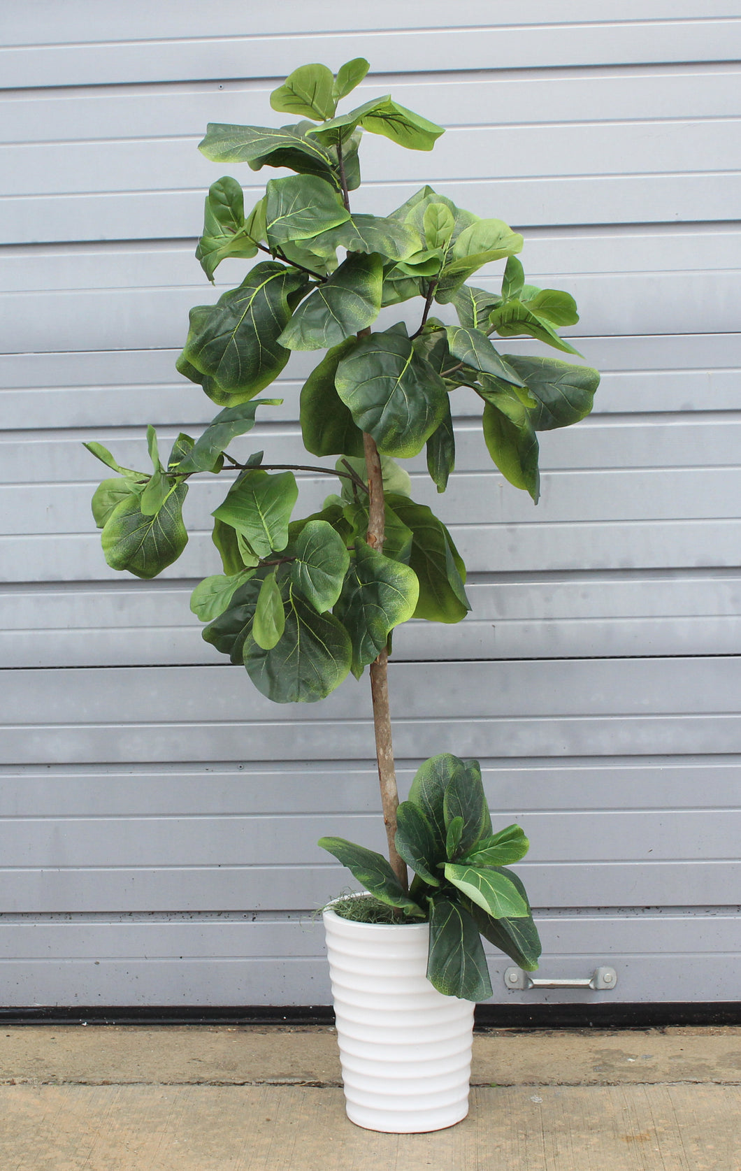 Tall Fiddle Fig in White Vase