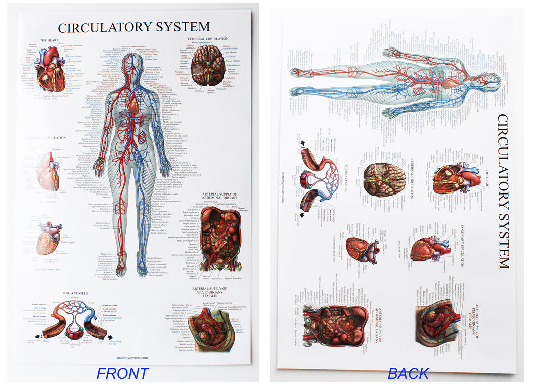 Circulatory System Chart