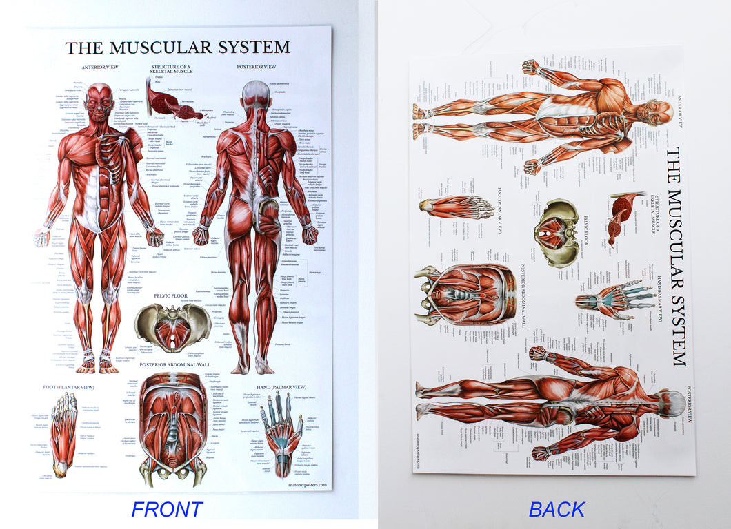 The Muscular System Chart