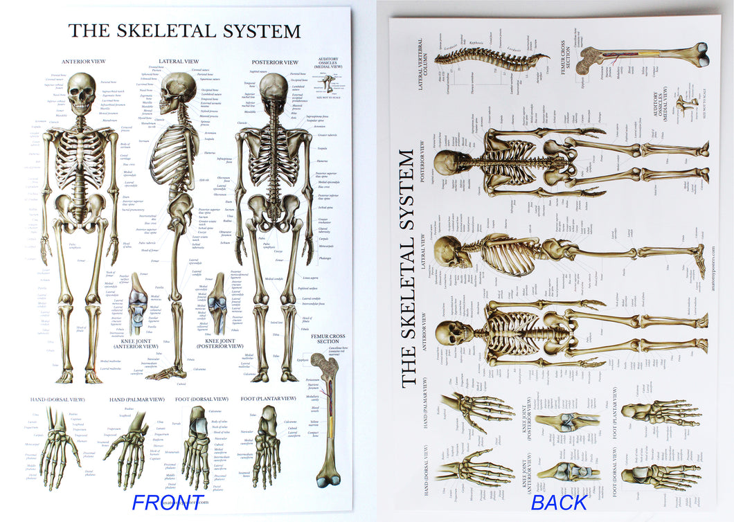 The Skeletal System Chart