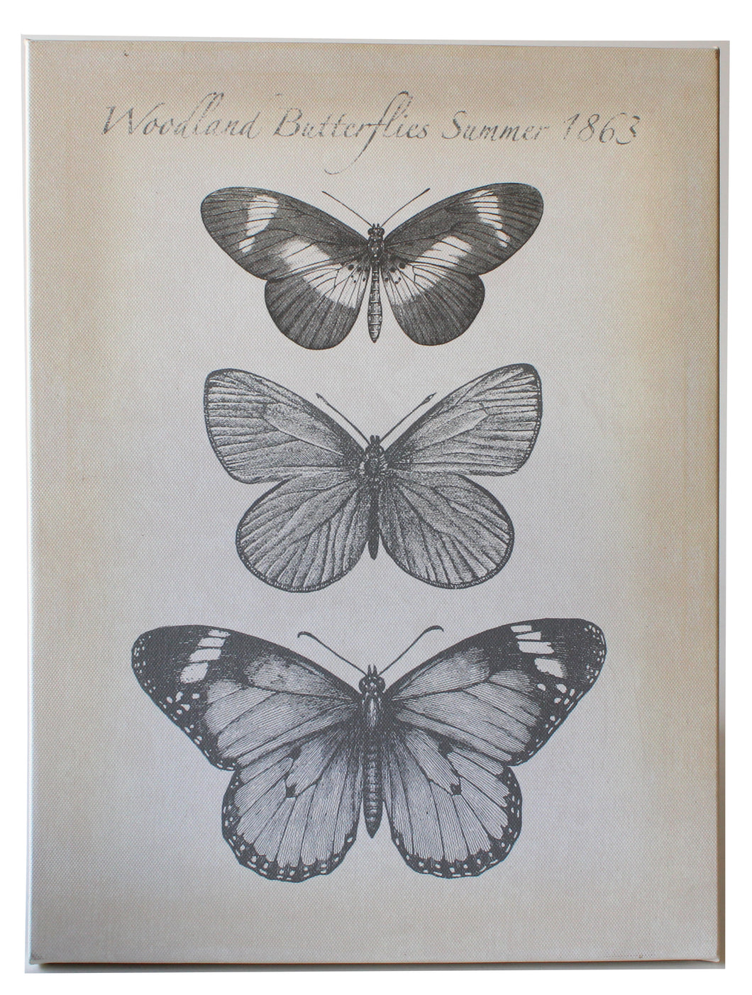 Woodland Butterflies 1863